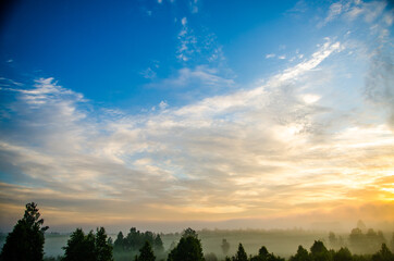 Thick mystical fog over a green forest. Juicy grass.