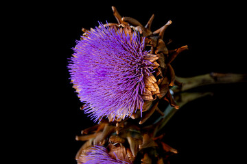 Purple Artichoke