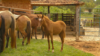 Obraz premium Brown horses on farm in the state of Minas Gerais, Brazil