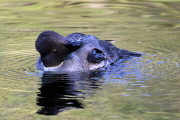 Fototapeta premium common goldeneye
