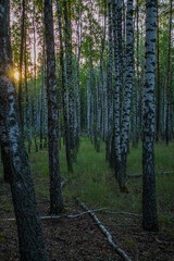 Summer in a birch forest