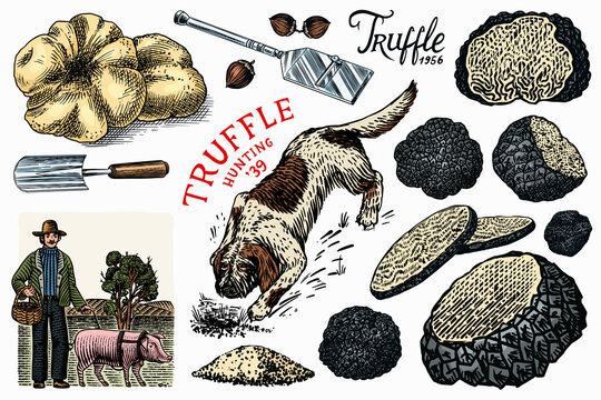 Truffles mushrooms set. Hog and Lagotto Romagnolo dog. Engraved hand drawn vintage sketch. Ingredients for cooking food. Woodcut style. Vector illustration.