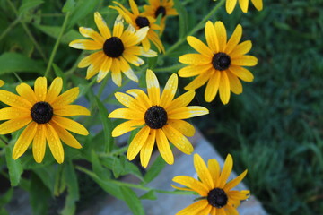 Black Eyed Susans Flower Close Up