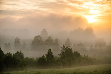 Obraz na płótnie Canvas Thick mystical fog over a green forest. Juicy grass.