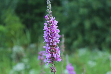 Close Up Macro Purple Flower