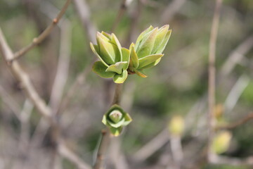 Close Up Leaf Bud