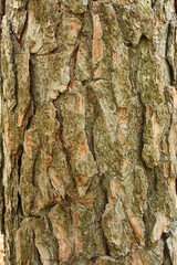 Close Up Macro Tree Bark