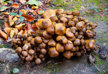 A cluster of funghi beside a public footpath in the English country town of Haywards Heath in Sussex, UK.