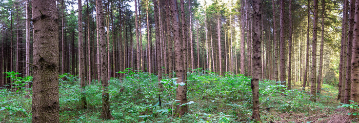 High resolution panoramic shot of green pine forest with entering sunlight in the Carpathian Mountains, Romania.