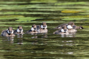 common goldeneye litter