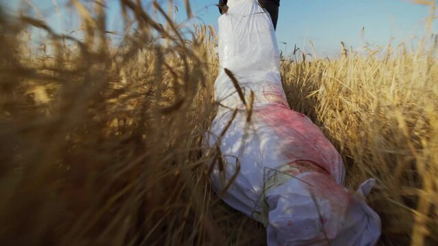 Tilt up back view follow shot of unrecognizable murderer pulling bloody bag with dead body through golden wheat field, scary Halloween concept