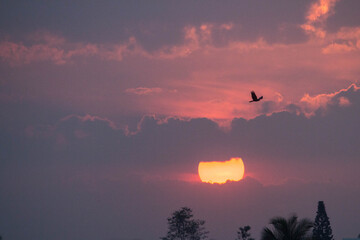 Sunset with pink sky and bird flying