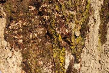 Old Tree Bark Close Up