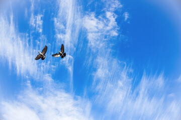 2 birds (pigeons) flying in the sky against a windy summer cloudscape.