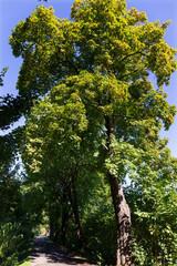 Fototapeta premium Beautiful autumn Trees around River Sazava from the central Czech 