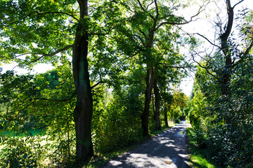 Obraz premium Beautiful autumn Trees around River Sazava from the central Czech 