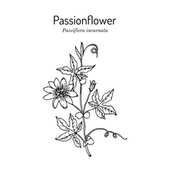 Purple passionflower (Passiflora incarnata), medicinal plant.