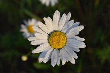 Obraz premium Ромашка