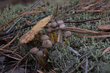 beautiful gifts of the autumn forest