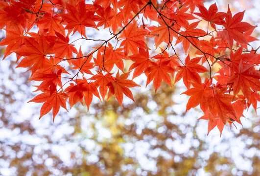 maple leaf with branch in autumn for wallpaper or background
