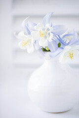 Original still life photograph of pale blue columbine flowers in a white vase on white