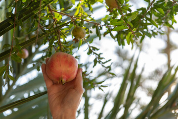 Mano Recogiendo Fruta Granada Del