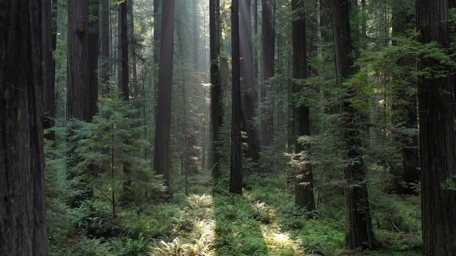 Beams of sunlight pierce a dark, imposing, old-growth Redwood forest in Humboldt, California. Redwood trees, Sequoia sempervirens, are the tallest and most massive tree species on Earth.