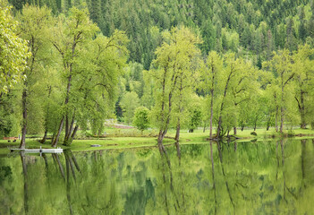 Original landscape photograph of the reflections of cottonwood trees with bright green new growth...