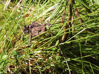 toad in the grass