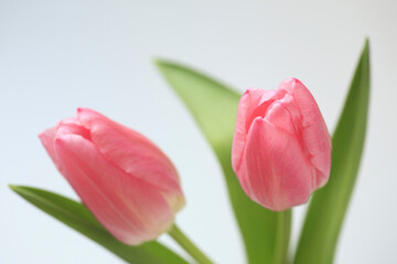 Naklejka premium チューリップ