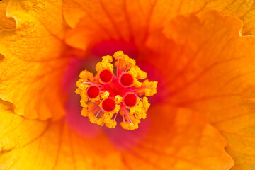 Extreme macro of red and orange Hibiscus stamens with a shallow depth of field background. Floral detail. 
