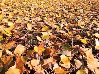 fallen autumn leaves