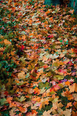 autumn leaves background