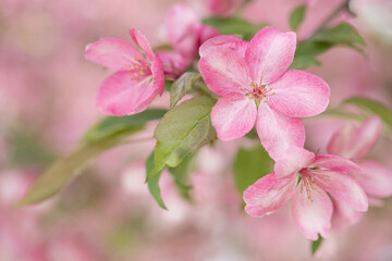Original botanical closeup photograph of pink crabapple blossoms and leaves on a tree with a soft pink background