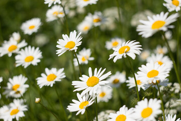 Fototapeta premium daisies in a field