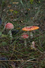 beautiful gifts of the autumn forest