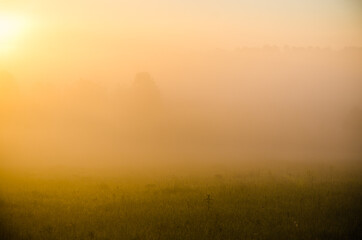 Obraz na płótnie Canvas Thick mystical fog over a green forest. Juicy grass.