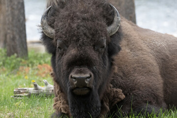 Original wildlife close up photograph of a large male bison sitting in a green meadow looking right at you © Janice