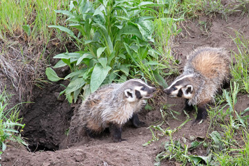 Original wildlife photograph of two baby Badgers standing nose to nose in the wild