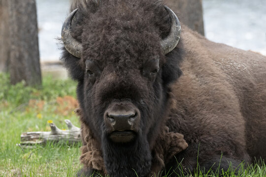 Original wildlife close up photograph of a large male bison sitting in a green meadow looking right at you