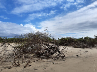 Spring time in northeast Brazil 