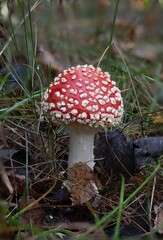 beautiful gifts of the autumn forest