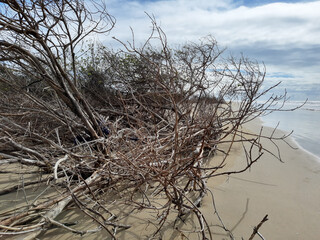 Spring time in northeast Brazil 