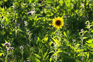 Sonnenblume in der Herbstwiese