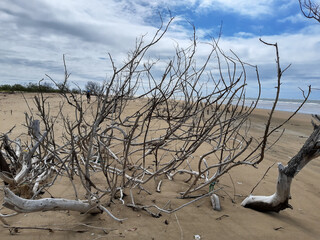 Spring time in northeast Brazil 