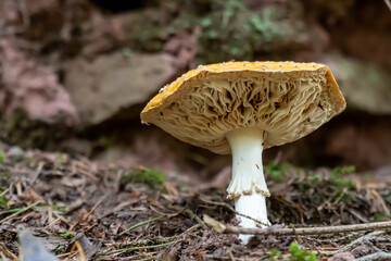 mushroom in the forest 4