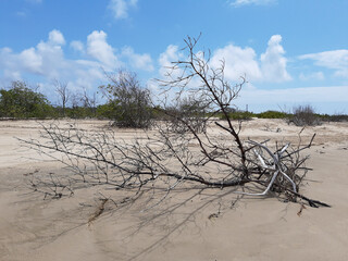 Spring time in northeast Brazil 