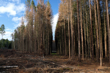 Dead trees in the forest in times of climate change and global warming - Stockphoto