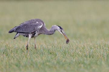 Grey heron catches a mouse