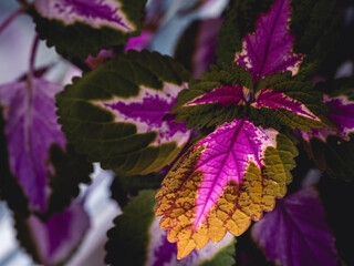 Close up view of purple leaves